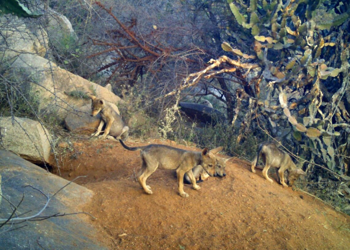 ಬಂಕಾಪುರಧಾಮದಲ್ಲಿ 5 ಮರಿಗಳಿಗೆ ಜನ್ಮ ನೀಡಿದ ಮತ್ತೊಂದು ತೋಳ