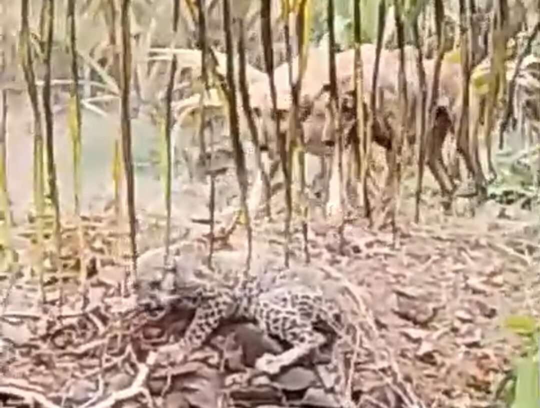 ಬೇಟೆಗಾರನನ್ನೇ ಬೆನ್ನಟ್ಟಿದ ದಿಂಡದಹಳ್ಳಿ ಶ್ವಾನಗಳು! ಹೊಂಡದಲ್ಲಿ ಸಿಲುಕಿದ ಚಿರತೆ ಕೊನೆಗೂ ಸೆರೆ