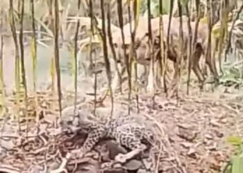 ಬೇಟೆಗಾರನನ್ನೇ ಬೆನ್ನಟ್ಟಿದ ದಿಂಡದಹಳ್ಳಿ ಶ್ವಾನಗಳು! ಹೊಂಡದಲ್ಲಿ ಸಿಲುಕಿದ ಚಿರತೆ ಕೊನೆಗೂ ಸೆರೆ