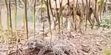 ಬೇಟೆಗಾರನನ್ನೇ ಬೆನ್ನಟ್ಟಿದ ದಿಂಡದಹಳ್ಳಿ ಶ್ವಾನಗಳು! ಹೊಂಡದಲ್ಲಿ ಸಿಲುಕಿದ ಚಿರತೆ ಕೊನೆಗೂ ಸೆರೆ